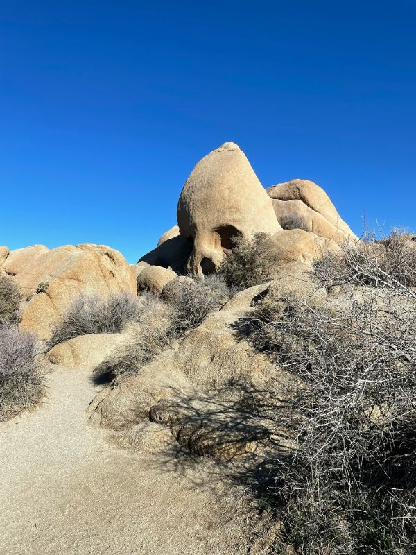 A large boulder that looks like a skull, called Skull Rock, part of our Joshua Tree one day itinerary.