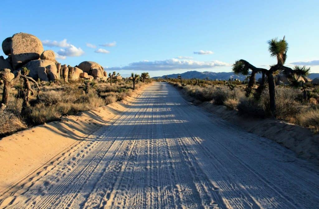 A dirt road surrounded by desert, cacti, and shrubs.