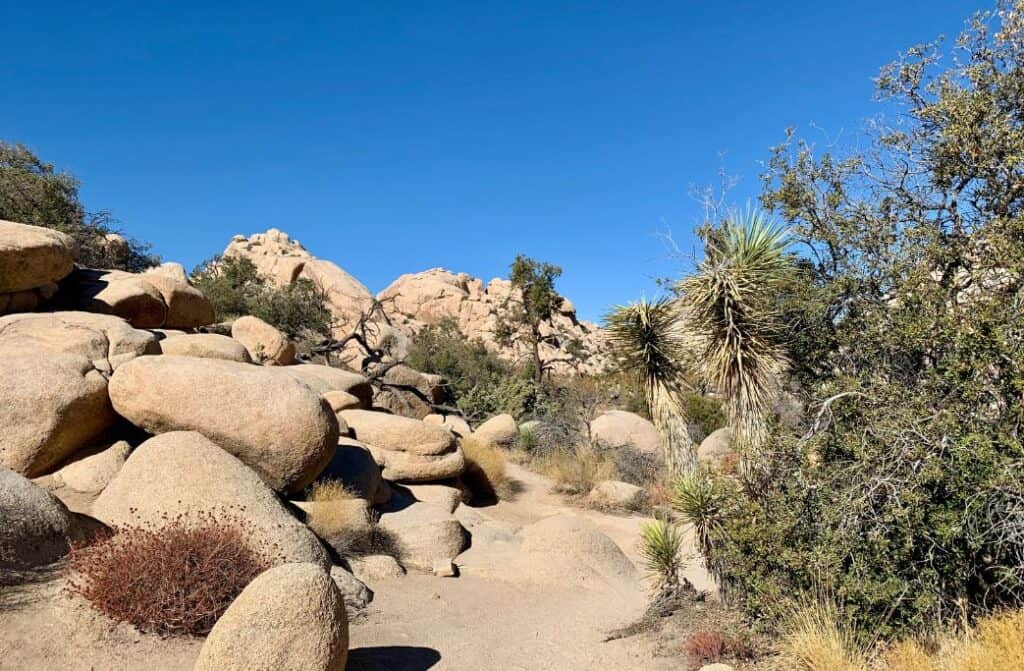 Rocks and cacti in Joshua Tree National Park.