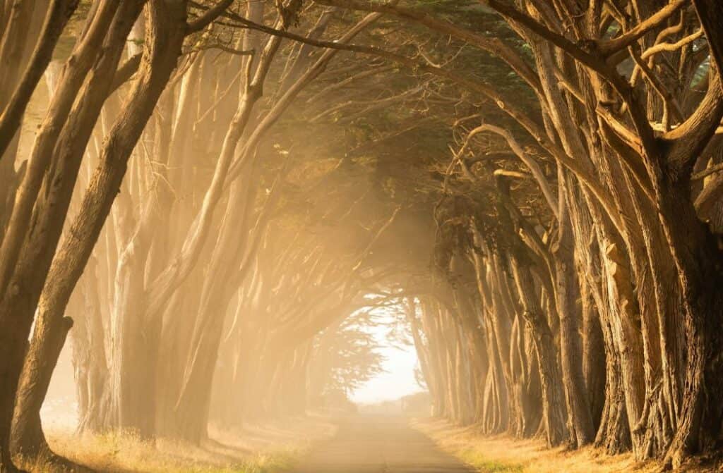 A row of curved cypress trees over a road at sunset.