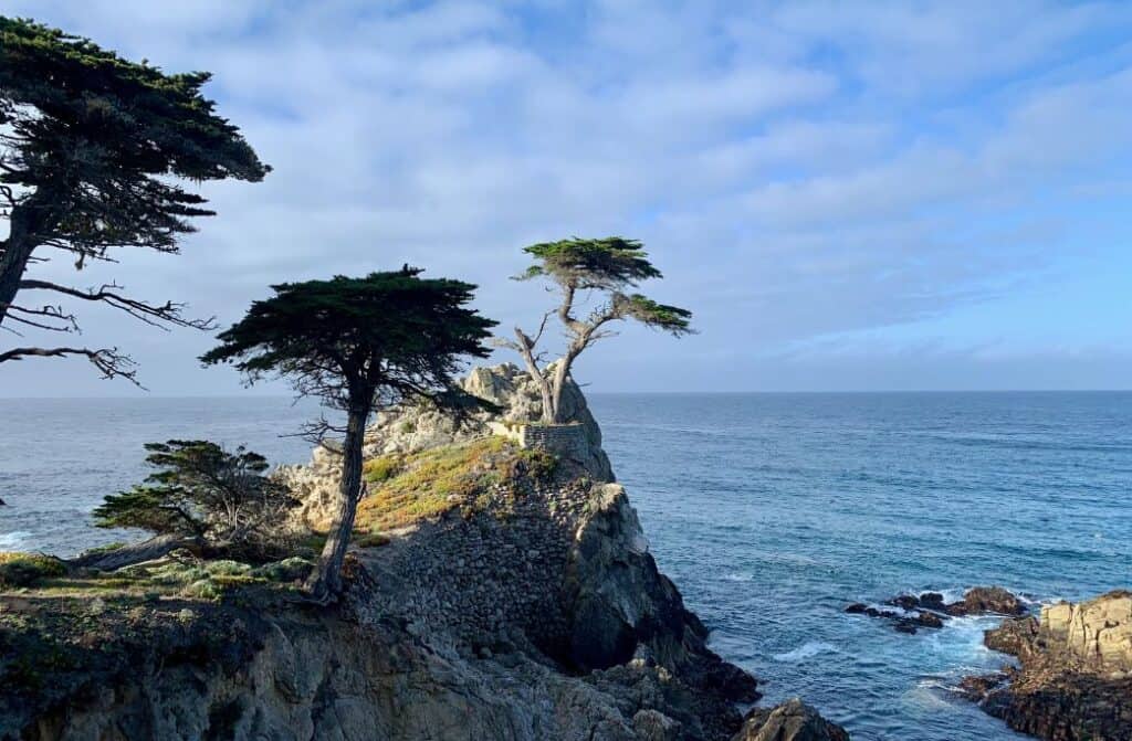 The Lone Cypress Tree along the 17-mile drive, which you can see on this Los Angeles to Santa Cruz road trip.