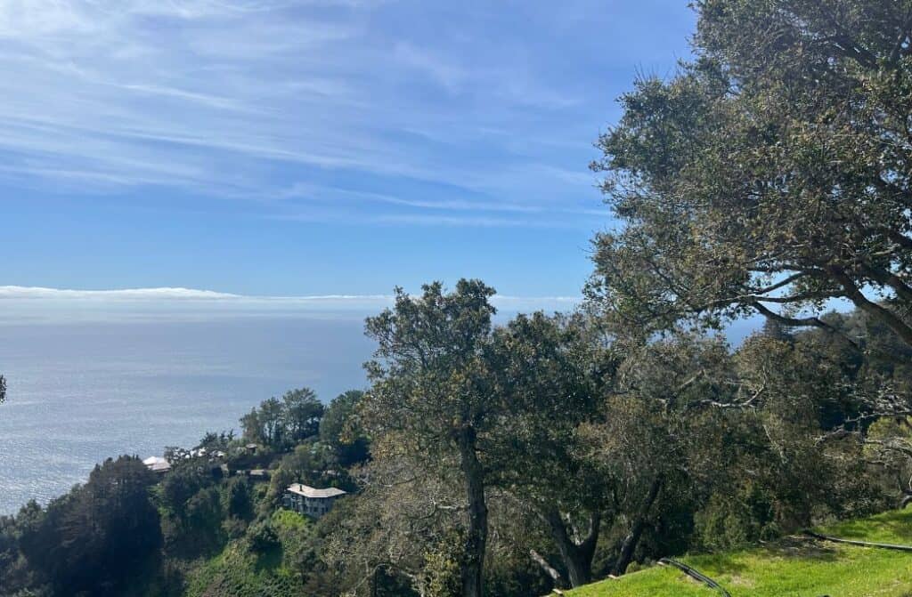 A view of trees and the ocean in the background.