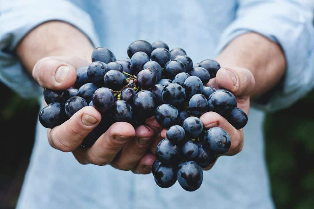 Two hands holding bright blue grape from the harvest in Napa Valley in the fall.