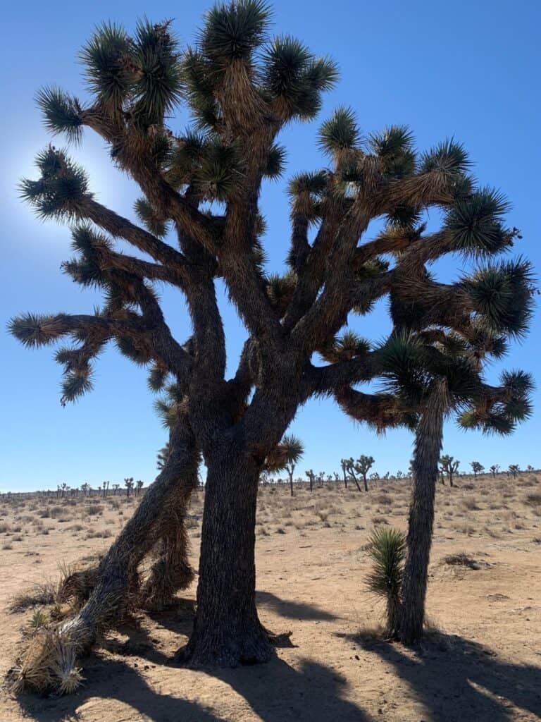 A Joshua Tree standing beautiful and tall.
