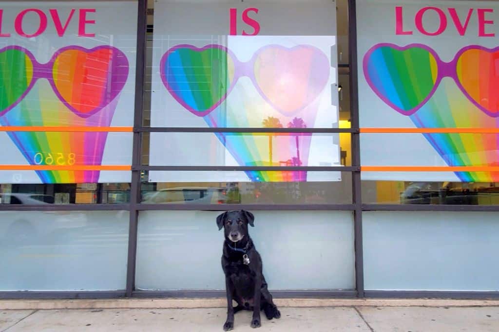 A dog sitting in front of a window that reads, "Love is love."
