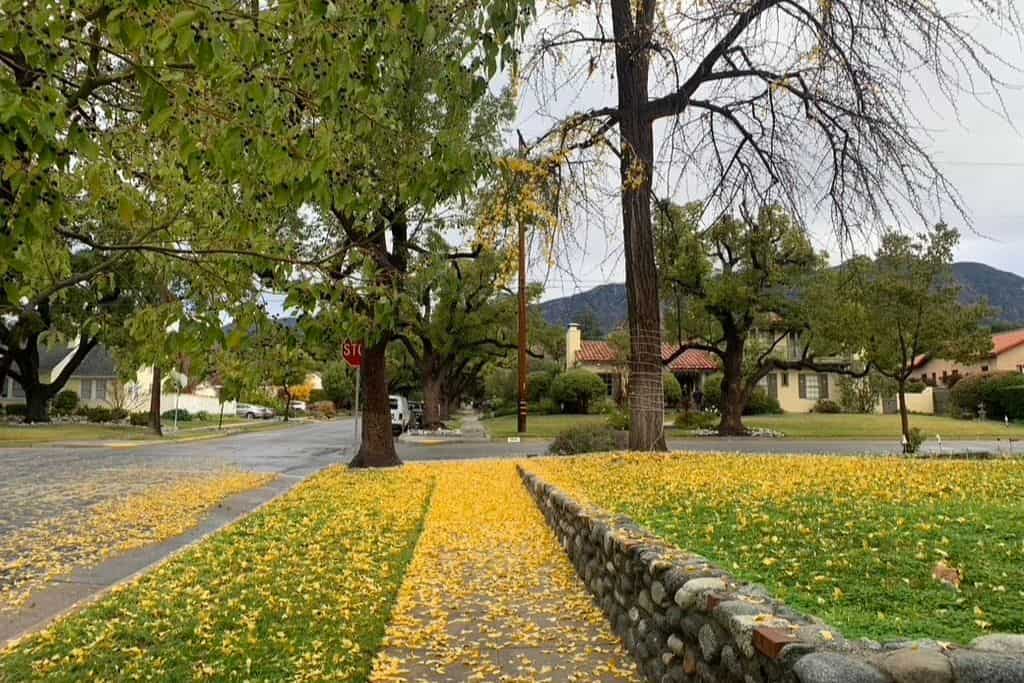yellow leaves on a covered sidewalk.