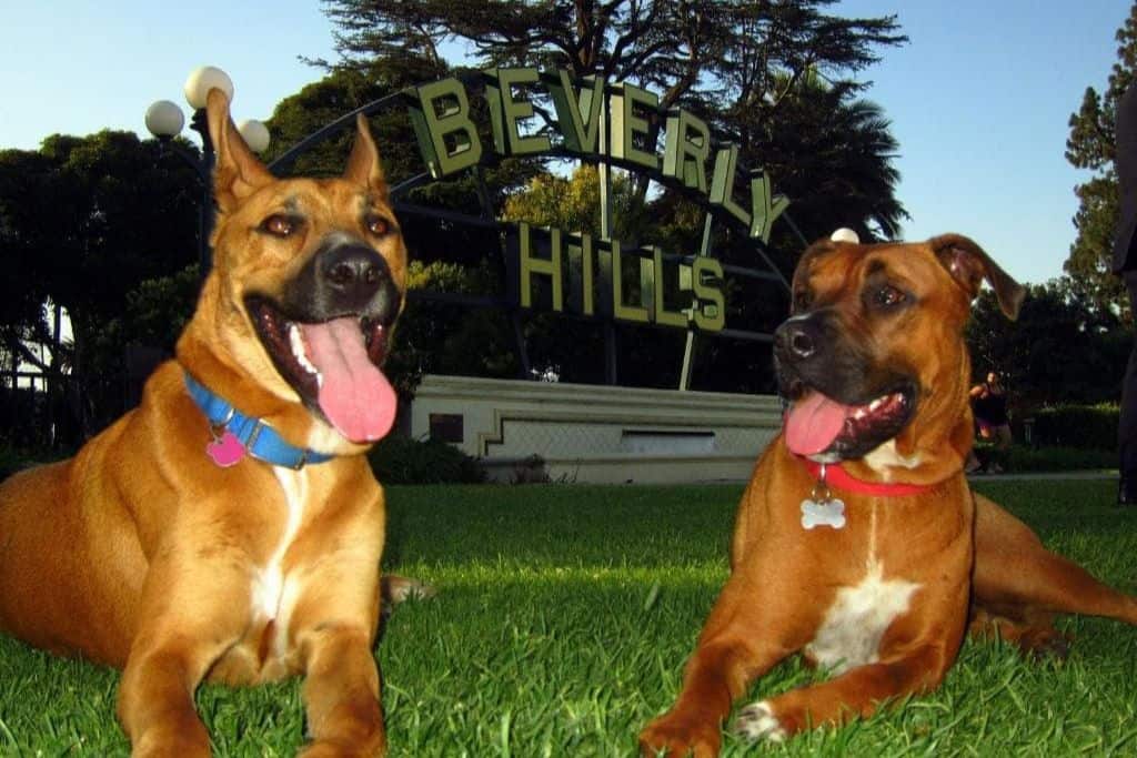 Two dogs laying in front of the iconic Beverly Hills sign.