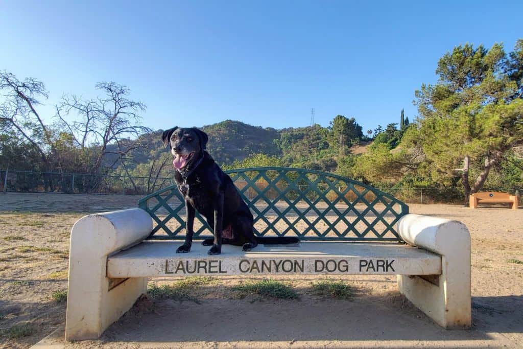 A black dog sits on a bench that reads "Laurel Canyon Dog Park."