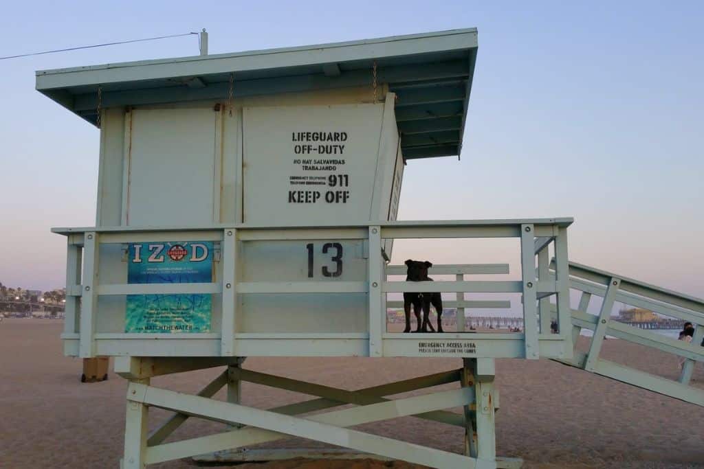 A life guard stand with a black pitbull standing on it looking out at the beach.