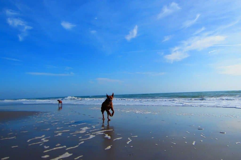 A dog running on a beach happy as can be.