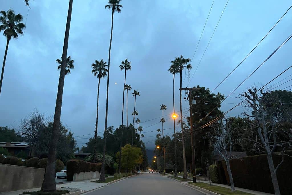 a street at dusk lined with palm trees